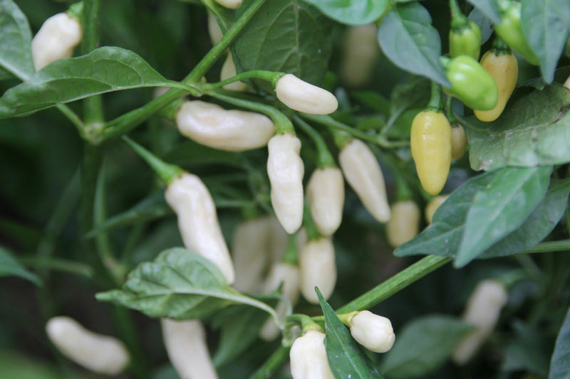 White Pepper Seeds for Planting – Heirloom Non-GMO Garden Seeds