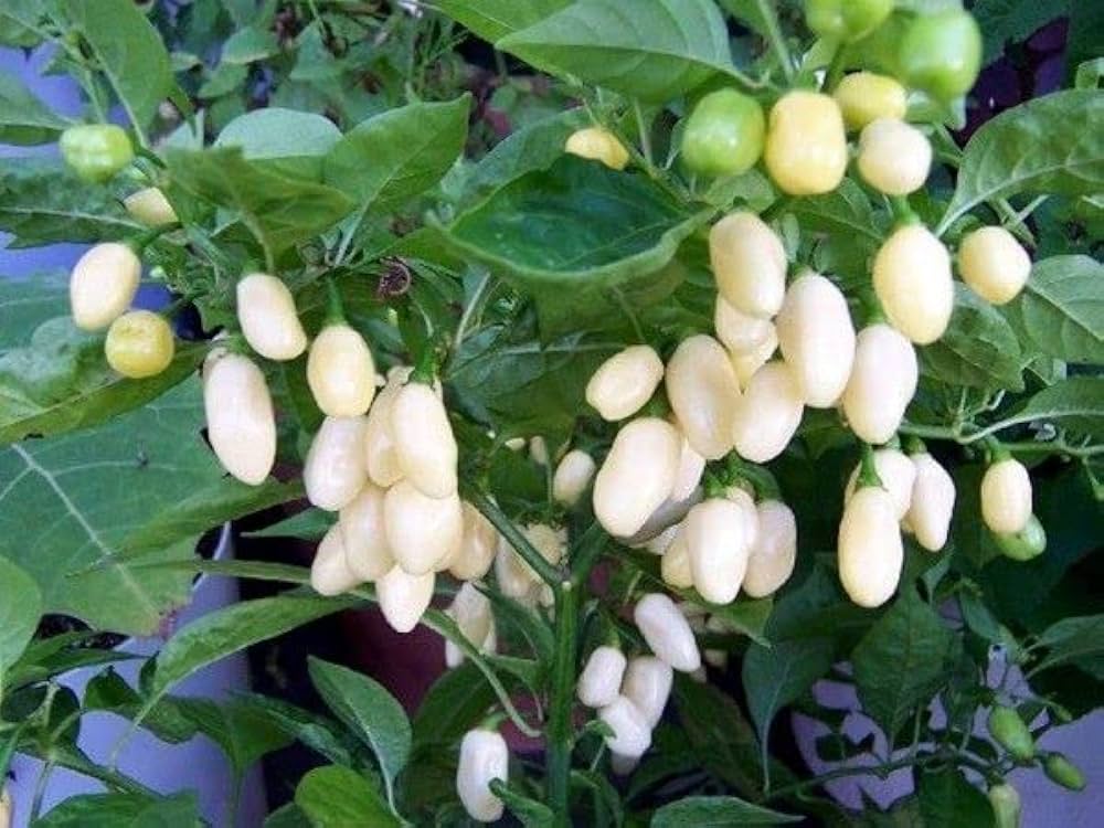 White Pepper Seeds
