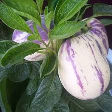 White Purple Pepino Melon Fruit Seeds for Planting – Heirloom Non-GMO Garden Seeds