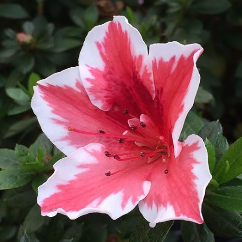 White Red flower seeds