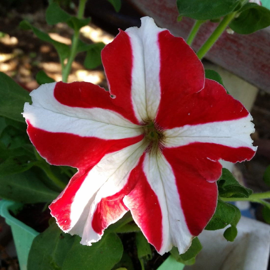 White Red flower seeds