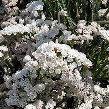 Dried White Statice Flowers for Arrangements