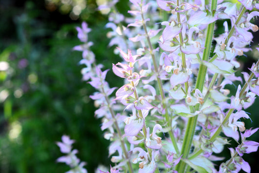 White Swan Clary Sage Flower Seeds for Planting – Heirloom Non-GMO Garden Seeds