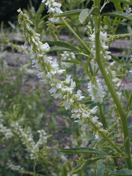 White Sweet Clover flower seeds with tall green stems and fragrant white flower clusters