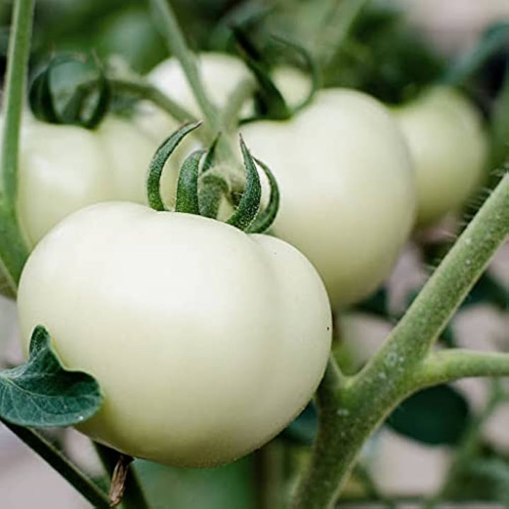 White Tomato Seeds
