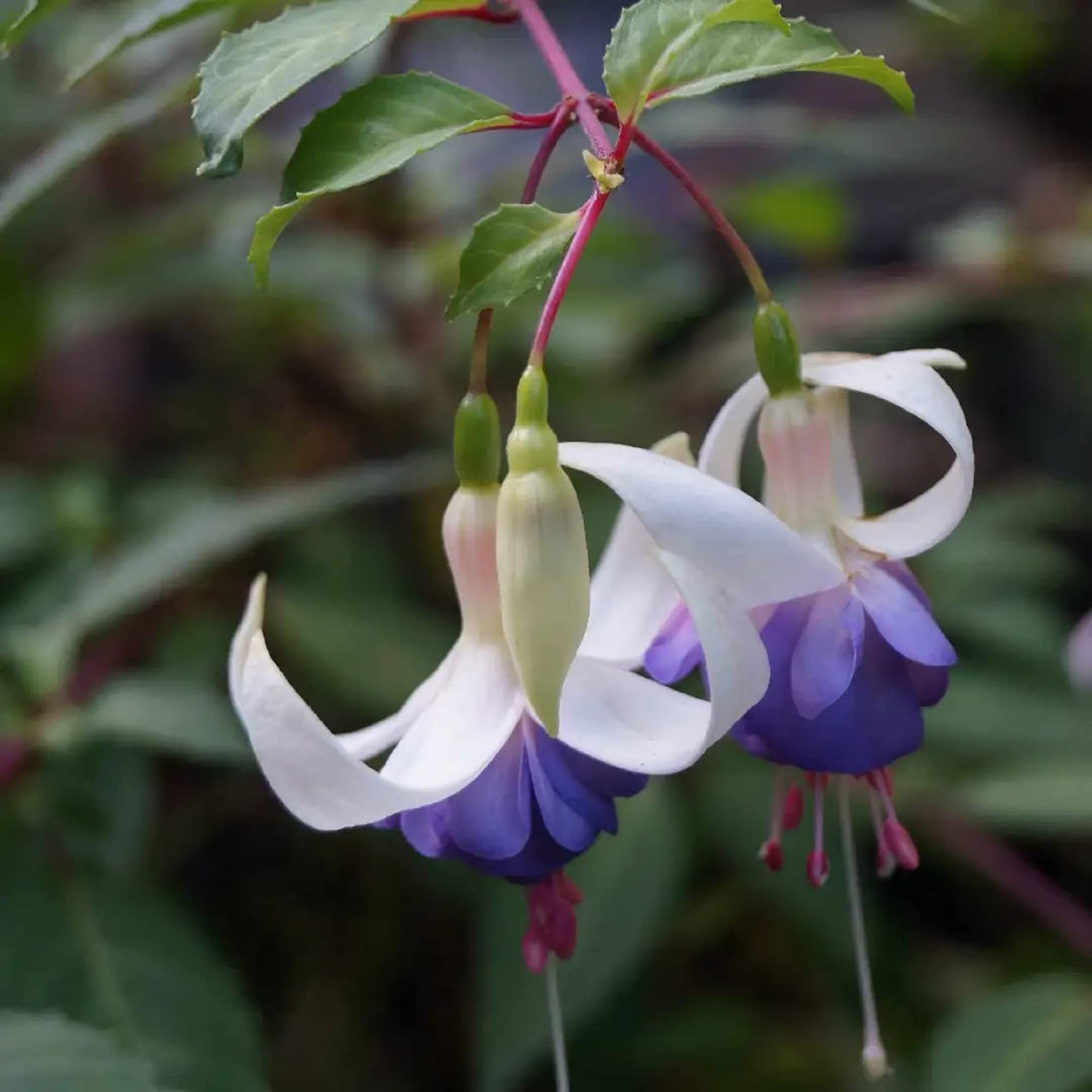White Violet flower seeds