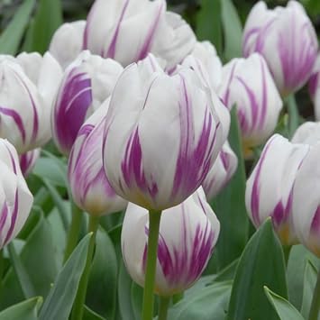 White Violet flower seeds