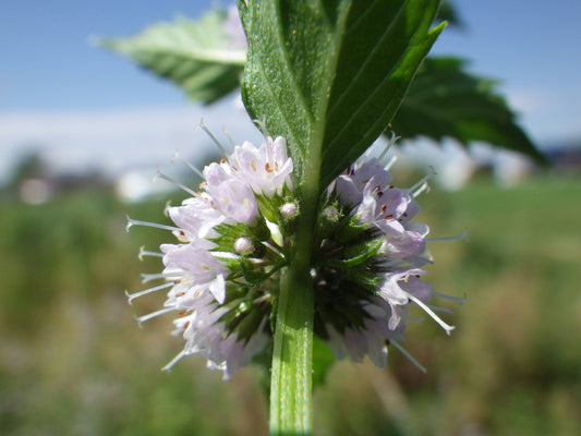 White Wood Mint Herb Seeds for Planting – Heirloom Non-GMO Garden Seeds