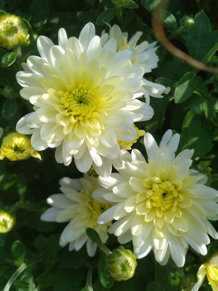 White and yellow chrysanthemum flowers growing in a sunny home garden