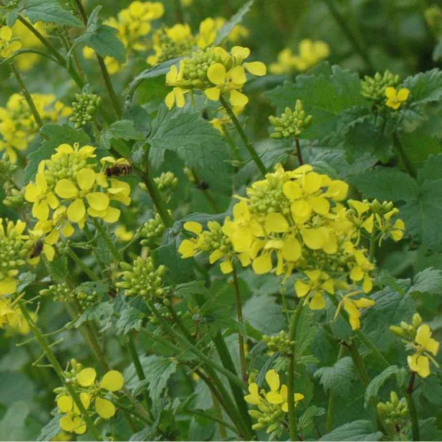 Light Yellow flower seeds