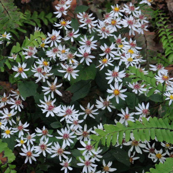 white wood aster plant