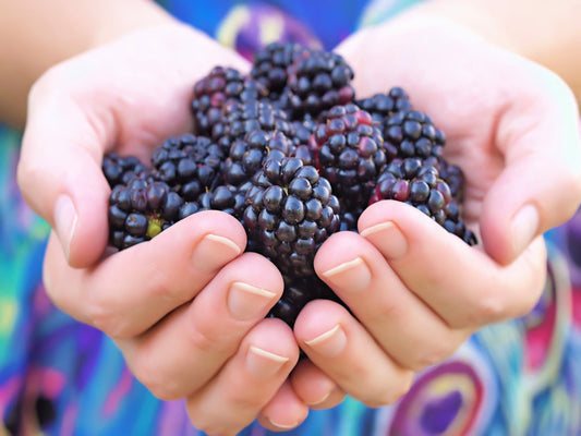 Whitebark Black Raspberry Fruit Seeds for Planting – Heirloom Non-GMO Garden Seeds