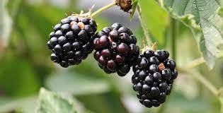 Wild Berry Fruit Seeds for Planting – Heirloom Non-GMO Garden Seeds