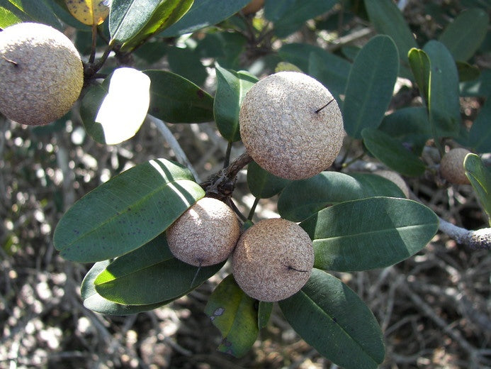 Wild Dilly fruit seeds for planting, featuring the evergreen tree and its distinctive brown fruits.