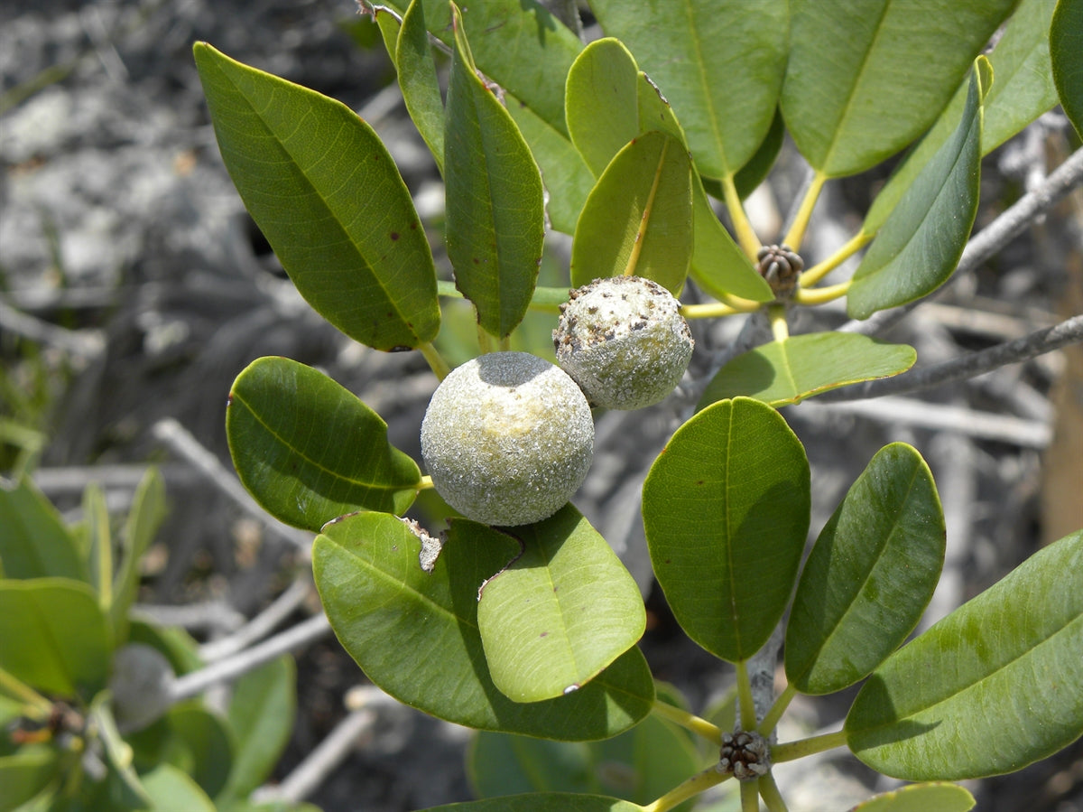 Wild Dilly fruit seeds for planting, featuring the evergreen tree and its distinctive brown fruits.