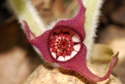 Wild Ginger Herb Seeds for Planting – Heirloom Non-GMO Garden Seeds