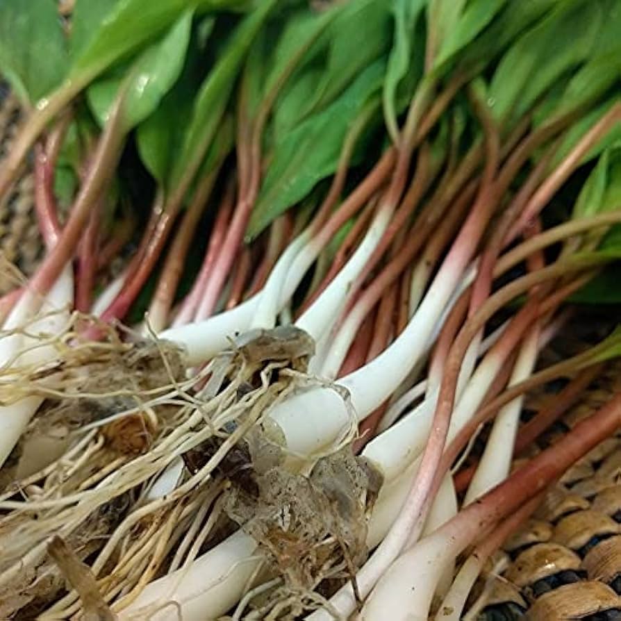 Wild Leek Seeds