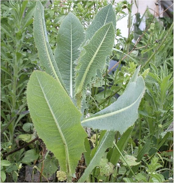 wild lettuce seeds