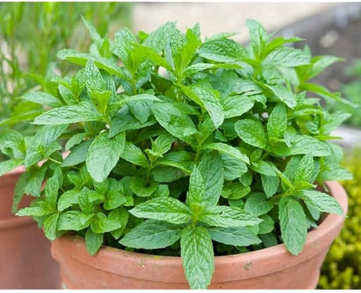 Wild Mint Seeds
