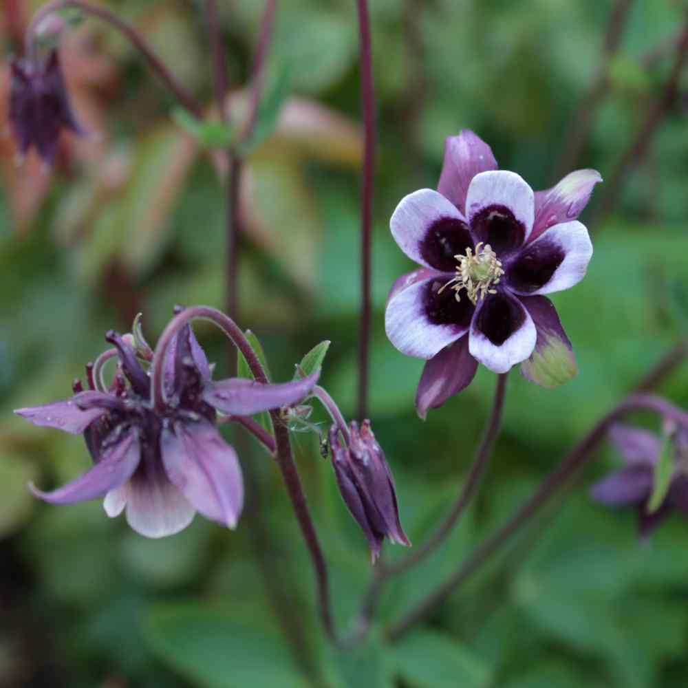 Purple White flower seeds