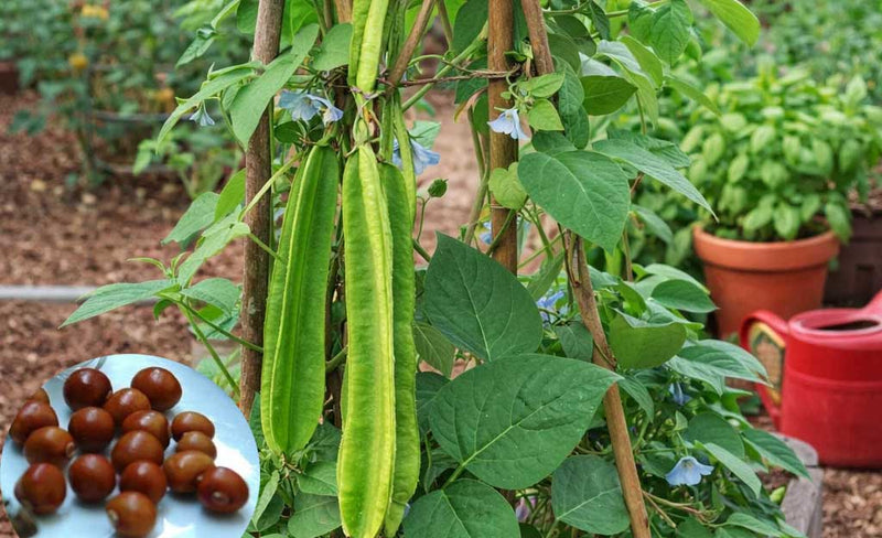 Winged Bean Seeds for Planting – Psophocarpus tetragonolobus Seeds