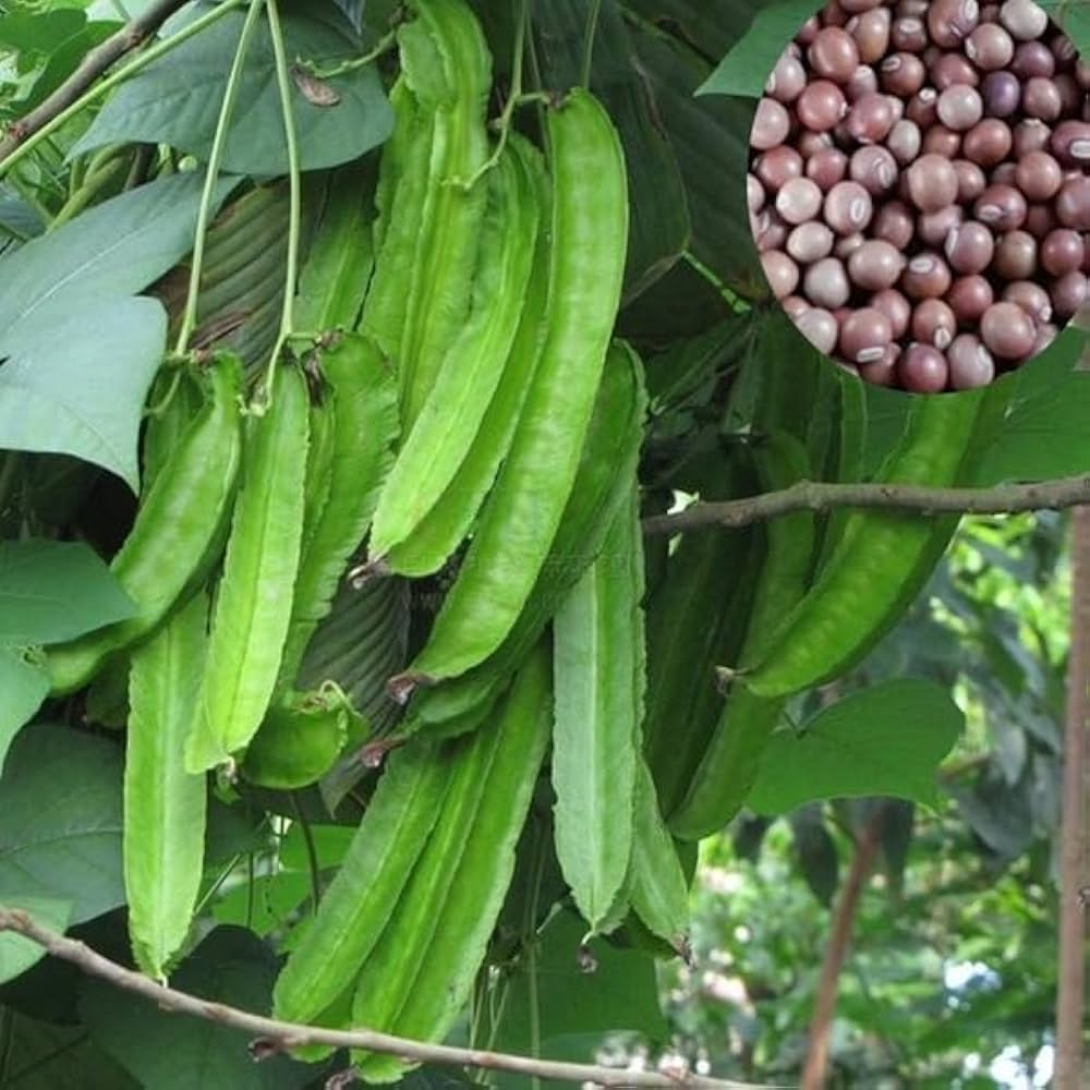Winged Bean Seeds