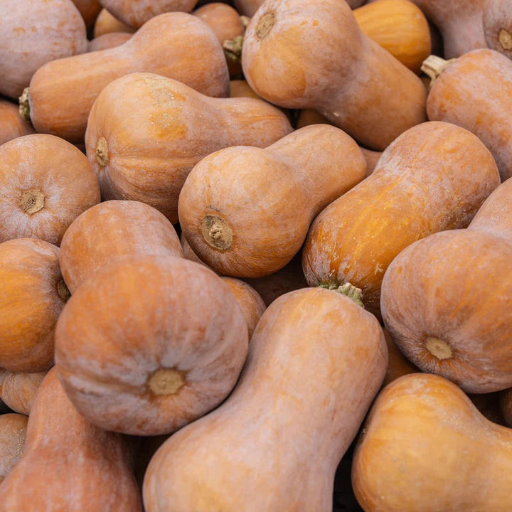 Honeynut Squash Seeds