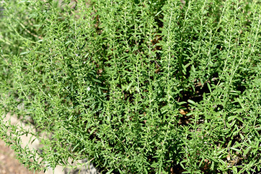 Creeping Winter Savory Herb Seeds for Planting – Heirloom Non-GMO Garden Seeds