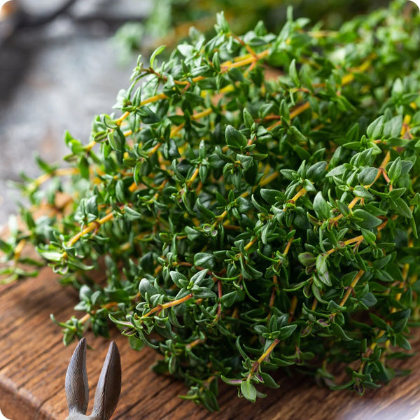 Winter Thyme Herb Seeds for Planting – Heirloom Non-GMO Garden Seeds