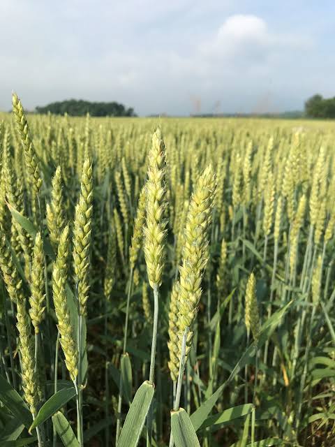 Winter wheat seeds for planting with mature golden wheat heads growing in a field