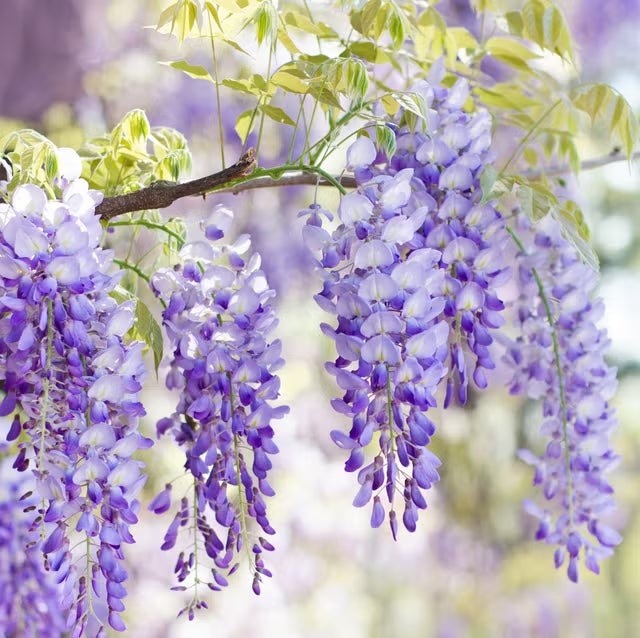 Wisteria flower seeds