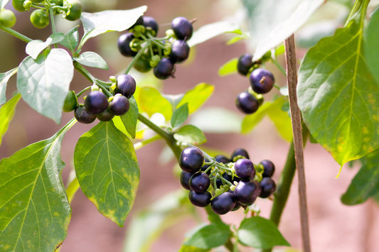 wonderberry fruit seeds