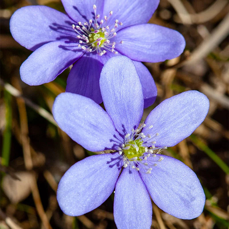 Woodland Hepatica flower seeds