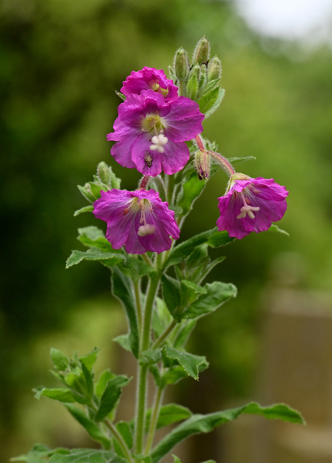 Willowherb flower seeds
