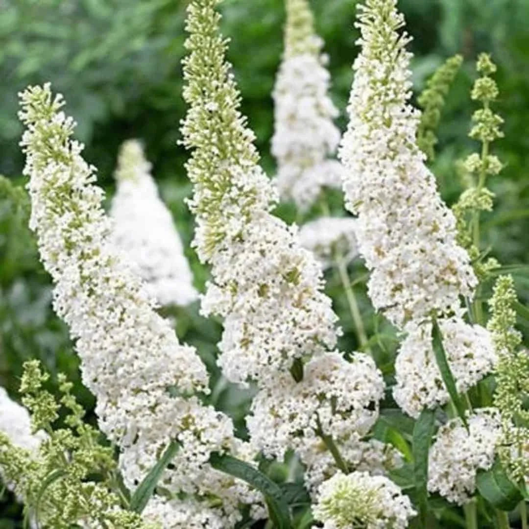 White Buddleia flower seeds
