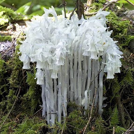 White Monotropa flower seeds