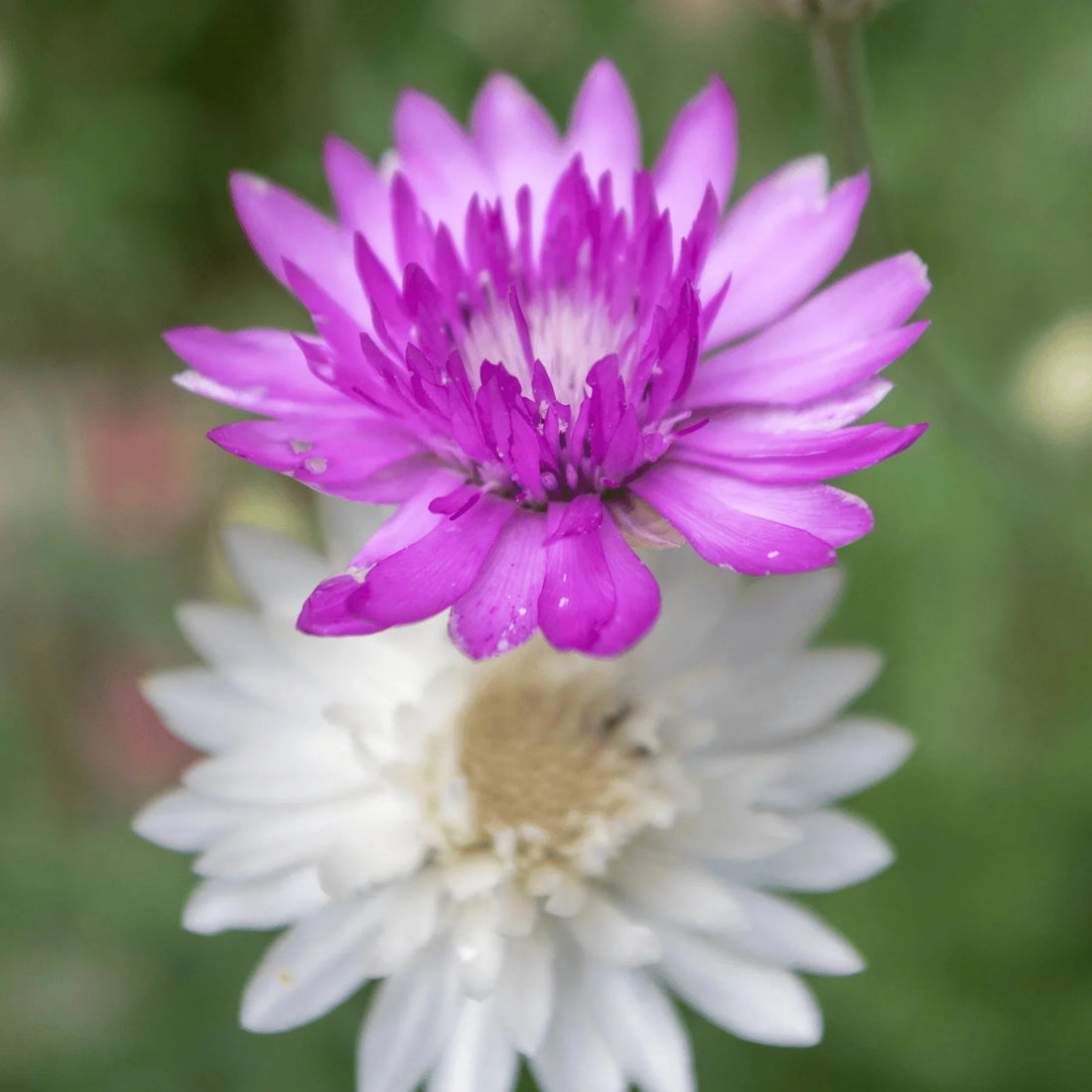 Vintage Xeranthemum flower seeds