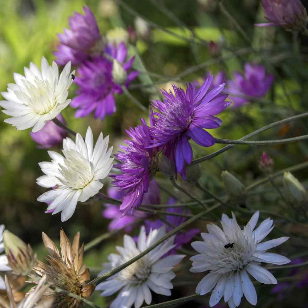 Xeranthemum Annuum flower seeds