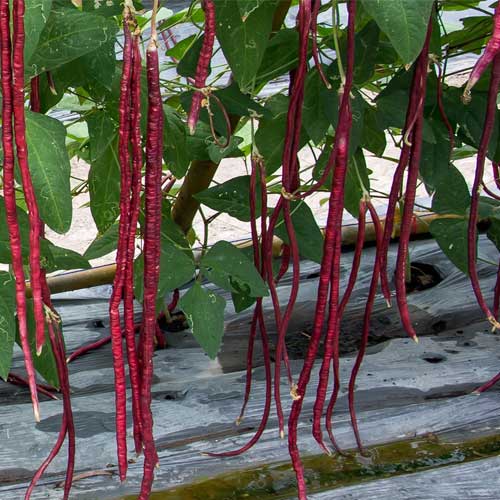 Yardlong Bean Seeds for Planting – Red Long Bean Heirloom Seeds