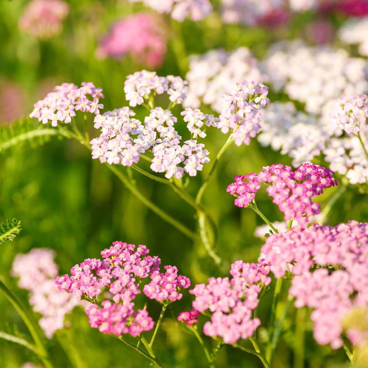 Baby Pink Yarrow plant