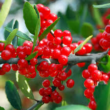 Red Yaupon Holly Tree Seeds for Planting with Evergreen Foliage and Red Berries