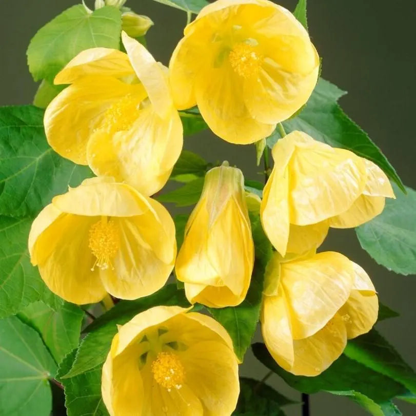 Yellow Abutilon flower seeds