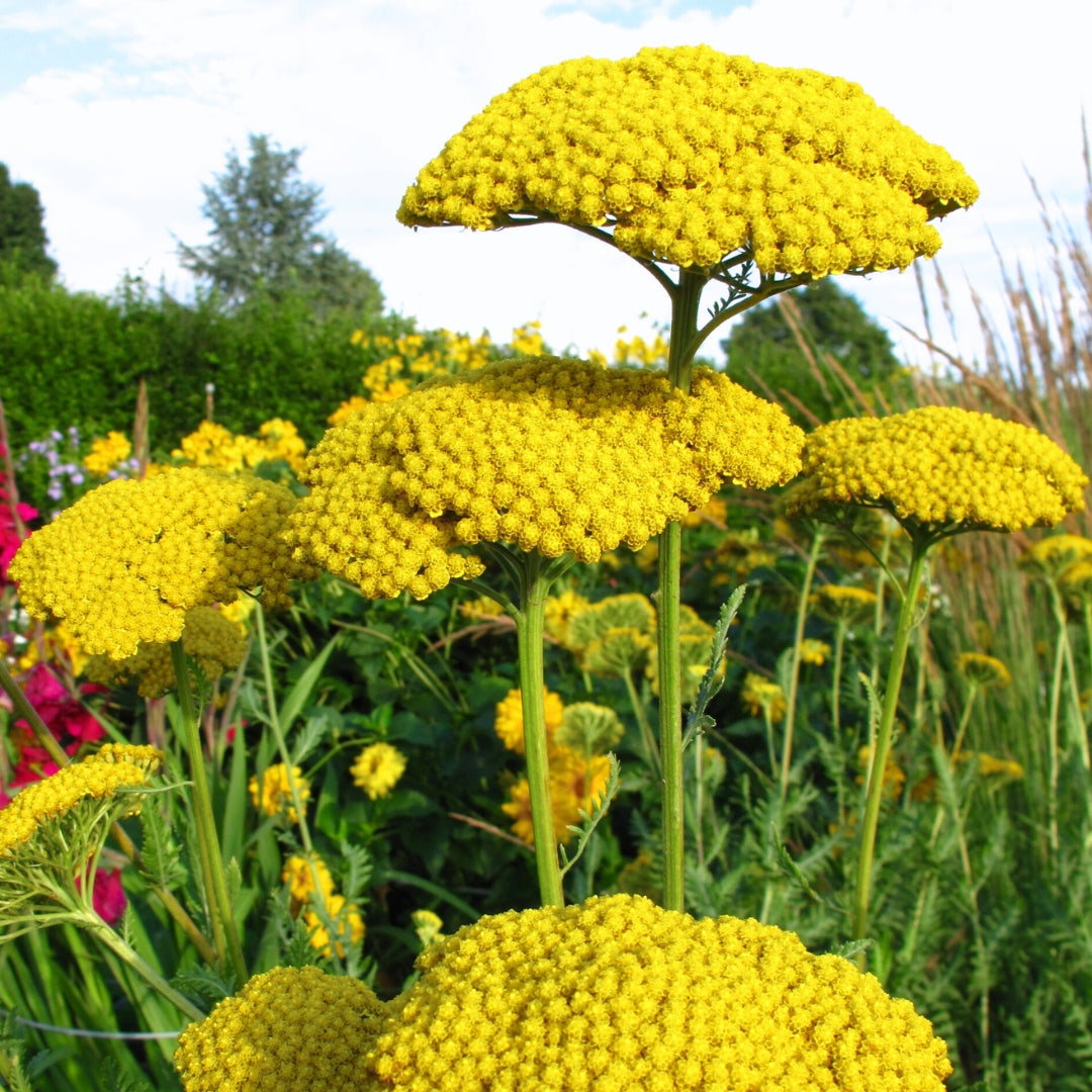 Yellow Achillea flower seeds