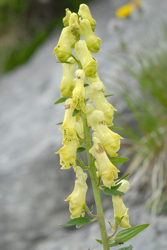 Yellow wolfsbane (Aconitum vulparia) with pale yellow hood-shaped flowers, upright stems, and deeply divided green foliage growing in a shaded woodland garden.
