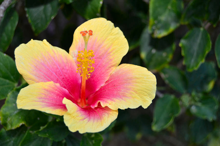 Pink Yellow flower seeds