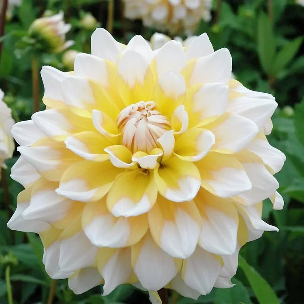 Yellow White flower seeds