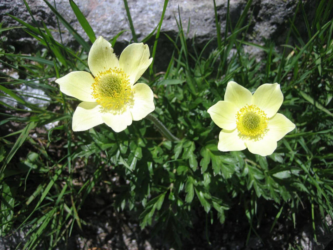 Yellow Anemone flower seeds