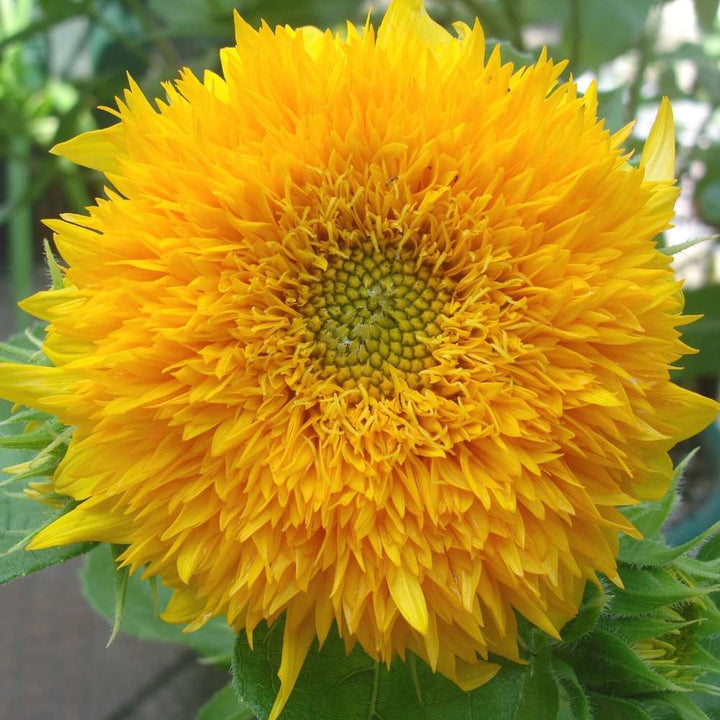 Yellow Bear flower seeds