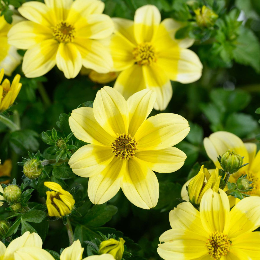 Yellow Bidens flower seeds