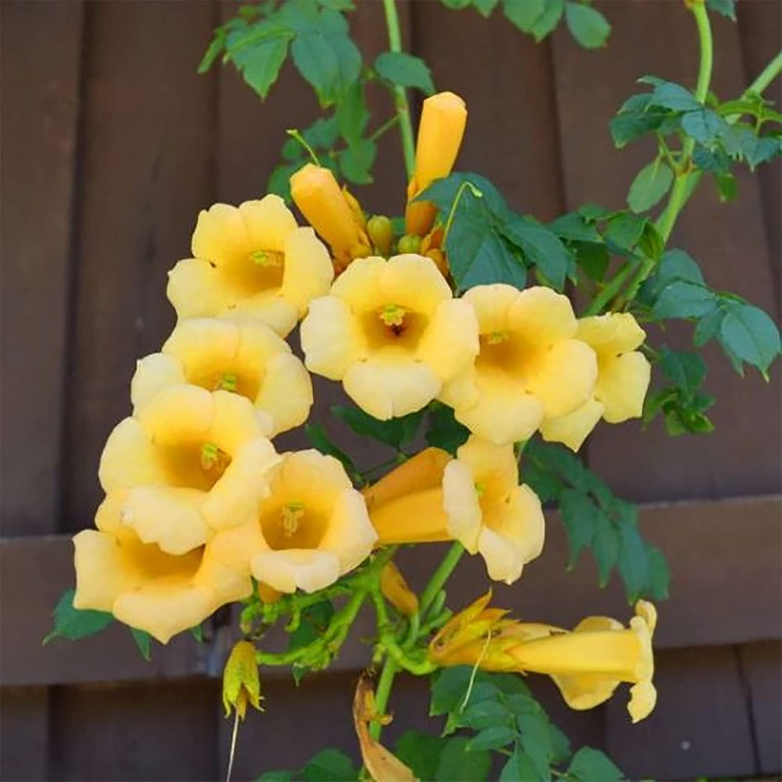 Yellow Campsis flower seeds
